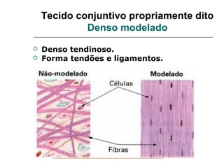 Tecido conjuntivo propriamente dito
             Denso modelado
   Denso tendinoso.
   Forma tendões e ligamentos.
 