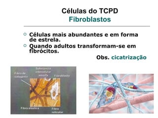 Células do TCPD
                Fibroblastos
   Células mais abundantes e em forma
    de estrela.
   Quando adultos transformam-se em
    fibrócitos.
                         Obs. cicatrização
 