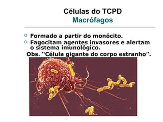 Células do TCPD
              Macrófagos
 Formado a partir do monócito.
 Fagocitam agentes invasores e alertam
  o sistema imunológico.
 Obs. “Célula gigante do corpo estranho”.
 