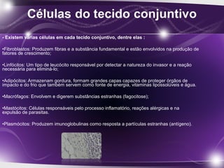 - Existem várias células em cada tecido conjuntivo, dentre elas :
•Fibroblastos: Produzem fibras e a substância fundamental e estão envolvidos na produção de
fatores de crescimento;
•Linfócitos: Um tipo de leucócito responsável por detectar a natureza do invasor e a reação
necessária para eliminá-lo;
•Adipócitos: Armazenam gordura, formam grandes capas capazes de proteger órgãos de
impacto e do frio que também servem como fonte de energia, vitaminas lipossolúveis e água.
•Macrófagos: Envolvem e digerem substâncias estranhas (fagocitose);
•Mastócitos: Células responsáveis pelo processo inflamatório, reações alérgicas e na
expulsão de parasitas.
•Plasmócitos: Produzem imunoglobulinas como resposta a partículas estranhas (antígeno).
 
