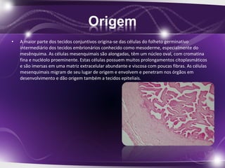 • A maior parte dos tecidos conjuntivos origina-se das células do folheto germinativo
intermediário dos tecidos embrionários conhecido como mesoderme, especialmente do
mesênquima. As células mesenquimais são alongadas, têm um núcleo oval, com cromatina
fina e nucléolo proeminente. Estas células possuem muitos prolongamentos citoplasmáticos
e são imersas em uma matriz extracelular abundante e viscosa com poucas fibras. As células
mesenquimais migram de seu lugar de origem e envolvem e penetram nos órgãos em
desenvolvimento e dão origem também a tecidos epiteliais.
 
