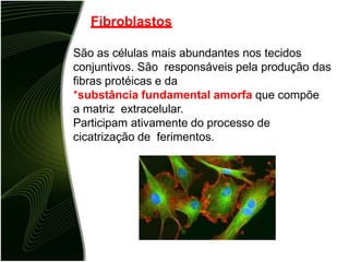Fibroblastos
São as células mais abundantes nos tecidos
conjuntivos. São responsáveis pela produção das
fibras protéicas e da
*substância fundamental amorfa que compõe
a matriz extracelular.
Participam ativamente do processo de
cicatrização de ferimentos.
 