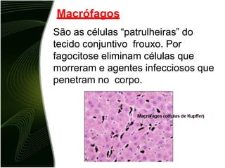 Macrófagos
São as células “patrulheiras” do
tecido conjuntivo frouxo. Por
fagocitose eliminam células que
morreram e agentes infecciosos que
penetram no corpo.
 