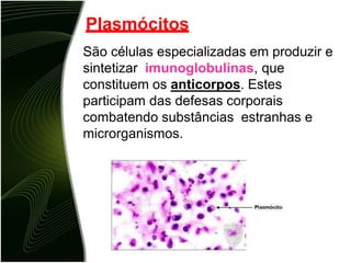Plasmócitos
São células especializadas em produzir e
sintetizar imunoglobulinas, que
constituem os anticorpos. Estes
participam das defesas corporais
combatendo substâncias estranhas e
microrganismos.
 