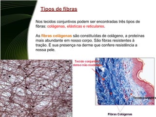 Tipos de fibras
Nos tecidos conjuntivos podem ser encontradas três tipos de
fibras: colágenas, elásticas e reticulares.
As fibras colágenas são constituídas de colágeno, a proteínas
mais abundante em nosso corpo. São fibras resistentes à
tração. É sua presença na derme que confere resistência a
nossa pele.
 