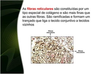 As fibras reticulares são constituídas por um
tipo especial de colágeno e são mais finas que
as outras fibras. São ramificadas e formam um
trançado que liga o tecido conjuntivo a tecidos
vizinhos
 