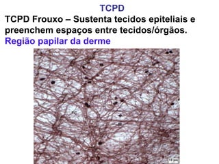 TCPD TCPD Frouxo – Sustenta tecidos epiteliais e preenchem espaços entre tecidos/órgãos.  Região papilar da derme 