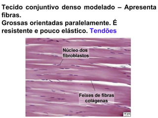 Tecido conjuntivo denso modelado – Apresenta fibras. Grossas orientadas paralelamente. É  resistente e pouco elástico.  Tendões 