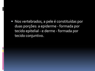  Nos vertebrados, a pele é constituídas por
  duas porções: a epiderme - formada por
  tecido epitelial - e derme - formada por
  tecido conjuntivo.
 