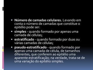 Número de camadas celulares. Levando em
  conta o número de camadas que constitue o
  epitélio pode ser:
 simples - quando formado por apenas uma
  camada de células;
 estratificado - quando formado por duas ou
  várias camadas de células;
 pseudo-estratificado - quando formado por
  apenas uma camada de célula, de tamanhos
  diferentes, que conferem ao epitélio uma
  aparente estratificação; na verdade, trata-se de
  uma variação do epitélio simples.
 