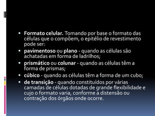  Formato celular. Tomando por base o formato das
    células que o compõem, o epitélio de revestimento
    pode ser:
   pavimentoso ou plano - quando as células são
    achatadas em forma de ladrilhos;
   prismático ou colunar - quando as células têm a
    forma de prismas;
   cúbico - quando as células têm a forma de um cubo;
   de transição - quando constituídos por várias
    camadas de células dotadas de grande flexibilidade e
    cujo o formato varia, conforme a distensão ou
    contração dos órgãos onde ocorre.
 