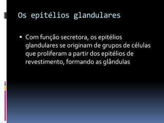 Os epitélios glandulares

 Com função secretora, os epitélios
  glandulares se originam de grupos de células
  que proliferam a partir dos epitélios de
  revestimento, formando as glândulas
 