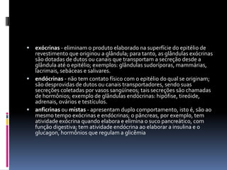  exócrinas - eliminam o produto elaborado na superfície do epitélio de
  revestimento que originou a glândula; para tanto, as glândulas exócrinas
  são dotadas de dutos ou canais que transportam a secreção desde a
  glândula até o epitélio; exemplos: glândulas sudoríporas, mammárias,
  lacrimais, sebáceas e salivares.
 endócrinas - não tem contato físico com o epitélio do qual se originam;
  são desprovidas de dutos ou canais transportadores, sendo suas
  secreções coletadas por vasos sangüíneos; tais secreções são chamadas
  de hormônios; exemplo de glândulas endócrinas: hipófise, tireóide,
  adrenais, ovários e testículos.
 anficrinas ou mistas - apresentam duplo comportamento, isto é, são ao
  mesmo tempo exócrinas e endócrinas; o pâncreas, por exemplo, tem
  atividade exócrina quando elabora e elimina o suco pancreático, com
  função digestiva; tem atividade endócrina ao elaborar a insulina e o
  glucagon, hormônios que regulam a glicêmia
 