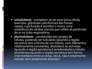  unicelulares - compõem-se de uma única célula;
  exemplo: glândulas caliciformes das fossas
  nasais, cuja função é secretar o muco, uma
  substância de caráter viscoso que retém as partículas
  do ar no tubo respiratório;
 pluricelulares - constituídas por grupos de
  células, podendo ser tubulares (quando a região
  secretora tem a forma de um túbulo, com diâmentro
  relativamente constante), alveolares ou acinosas
  (quando a região secretora é arredondada) e túbulo-
  alveolaresa (quando a região secretora tem forma
  intermediária entre as dusa, isto é, não é totalmente
  tubular nem totalmente alveolar).
 