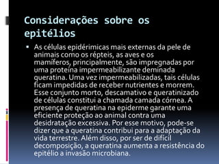 Considerações sobre os
epitélios
 As células epidérimicas mais externas da pele de
  animais como os répteis, as aves e os
  mamíferos, principalmente, são impregnadas por
  uma proteína impermeabilizante deminada
  queratina. Uma vez impermeabilizadas, tais células
  ficam impedidas de receber nutrientes e morrem.
  Esse conjunto morto, descamativo e queratinizado
  de células constitui a chamada camada córnea. A
  presença de queratina na epiderme garante uma
  eficiente proteção ao animal contra uma
  desidratação excessiva. Por esse motivo, pode-se
  dizer que a queratina contribui para a adaptação da
  vida terrestre. Além disso, por ser de difícil
  decomposição, a queratina aumenta a resistência do
  epitélio a invasão microbiana.
 
