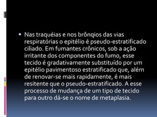 Nas traquéias e nos brônqios das vias
  respiratórias o epitélio é pseudo-estratificado
  ciliado. Em fumantes crônicos, sob a ação
  irritante dos componentes do fumo, esse
  tecido é gradativamente substituído por um
  epitélio pavimentoso estratificado que, além
  de renovar-se mais rapidamente, é mais
  resitente que o pseudo-estratificado. A esse
  processo de mudança de um tipo de tecido
  para outro dá-se o nome de metaplasia.
 