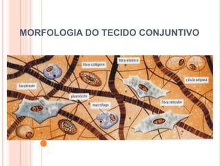 MORFOLOGIA DO TECIDO CONJUNTIVO
 