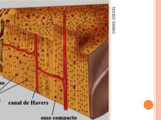 TECIDO ÓSSEO
 