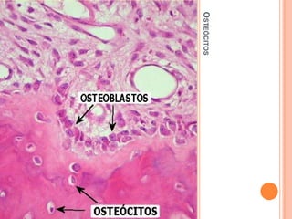 OSTEÓCITOS
 