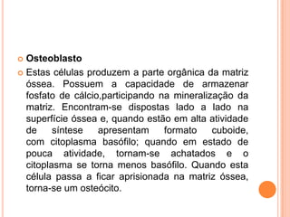  Osteoblasto
 Estas células produzem a parte orgânica da matriz
  óssea. Possuem a capacidade de armazenar
  fosfato de cálcio,participando na mineralização da
  matriz. Encontram-se dispostas lado a lado na
  superfície óssea e, quando estão em alta atividade
  de     síntese   apresentam     formato    cuboide,
  com citoplasma basófilo; quando em estado de
  pouca atividade, tornam-se achatados e o
  citoplasma se torna menos basófilo. Quando esta
  célula passa a ficar aprisionada na matriz óssea,
  torna-se um osteócito.
 