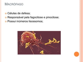 MACRÓFAGO

 Células de defesa;
 Responsável pela fagocitose e pinocitose;

 Possui inúmeros lisossomos;
 