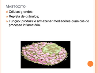 MASTÓCITO
 Células grandes;
 Repleta de grânulos;

 Função: produzir e armazenar mediadores químicos do
  processo inflamatório.
 