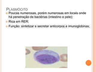 PLASMÓCITO
 Poucas numerosas, porém numerosas em locais onde
  há penetração de bactérias (intestino e pele);
 Rica em RER;

 Função: sintetizar e secretar anticorpos e imunoglobinas;
 