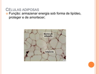 CÉLULAS ADIPOSAS
   Função: armazenar energia sob forma de lipídeo,
    proteger e de amortecer;
 