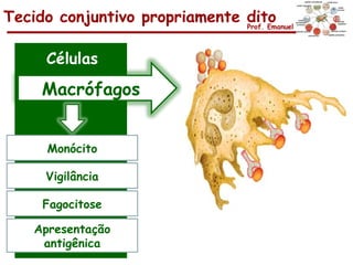 Tecido conjuntivo propriamente dito
                               Prof. Emanuel




      Células
     Macrófagos


      Monócito

      Vigilância

     Fagocitose

    Apresentação
     antigênica
 