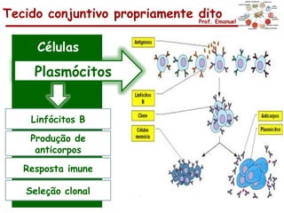 Tecido conjuntivo propriamente dito
                               Prof. Emanuel




      Células
      Plasmócitos


     Linfócitos B

     Produção de
      anticorpos
   Resposta imune

    Seleção clonal
 