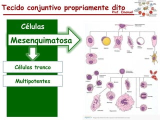 Tecido conjuntivo propriamente dito
                               Prof. Emanuel




      Células
  Mesenquimatosa


    Células tronco

    Multipotentes
 