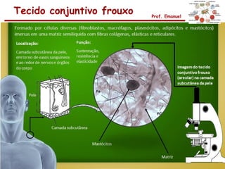 Tecido conjuntivo frouxo   Prof. Emanuel
 