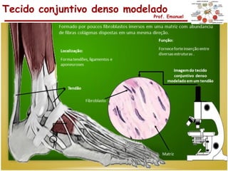 Tecido conjuntivo denso modelado
                             Prof. Emanuel
 