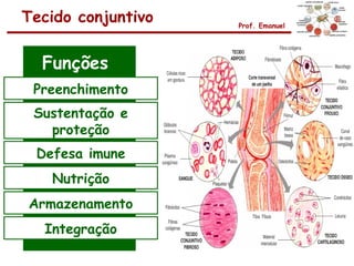 Tecido conjuntivo   Prof. Emanuel




  Funções
 Preenchimento
 Sustentação e
   proteção
 Defesa imune
   Nutrição
Armazenamento
  Integração
 