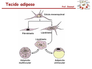 Tecido adiposo   Prof. Emanuel
 