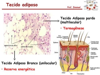 Tecido adiposo                         Prof. Emanuel




                                     Tecido Adiposo pardo
                                     (multilocular)
                                     • Termogênese




Tecido Adiposo Branco (unilocular)
• Reserva energética
 