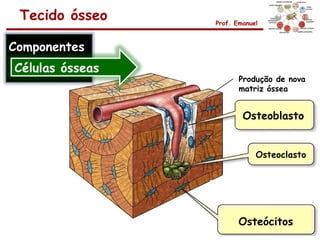 Tecido ósseo    Prof. Emanuel



Componentes
Células ósseas
                        Produção de nova
                        matriz óssea


                         Osteoblasto


                             Osteoclasto




                        Osteócitos
 