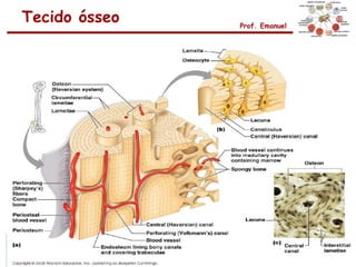Tecido ósseo   Prof. Emanuel
 