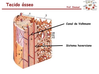 Tecido ósseo   Prof. Emanuel




               Canal de Volkmann




               Sistema haversiano
 