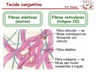 Tecido conjuntivo          Prof. Emanuel




 Fibras elásticas   Fibras reticulares
    (elastina)        (Colágeno III)
 