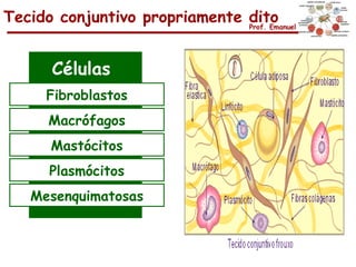 Tecido conjuntivo propriamente dito
                               Prof. Emanuel




       Células
      Fibroblastos
      Macrófagos
       Mastócitos
      Plasmócitos
    Mesenquimatosas
 
