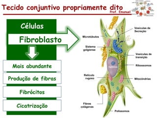 Tecido conjuntivo propriamente dito
                               Prof. Emanuel




      Células                                           Vesículas de
                                                        Secreção


      Fibroblasto
                            Microtúbulos


                             Sistema
                            golgiense
                                                        Vesículas de
                                                        transição


   Mais abundante                                       Ribossomos


                             Retículo
  Produção de fibras          rugoso                    Mitocôndrias




      Fibrócitos

     Cicatrização
                             Fibras
                           colágenas
                                           Polissomos
 