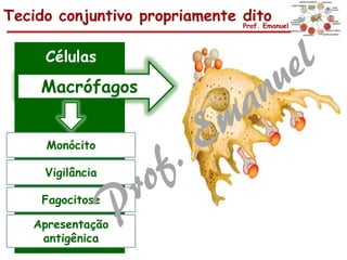Tecido conjuntivo propriamente ditoProf. Emanuel
Células
Macrófagos
Monócito
Vigilância
Apresentação
antigênica
Fagocitose
 