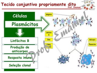 Tecido conjuntivo propriamente ditoProf. Emanuel
Células
Linfócitos B
Produção de
anticorpos
Resposta imune
Seleção clonal
Plasmócitos
 