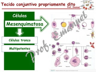 Tecido conjuntivo propriamente ditoProf. Emanuel
Células
Células tronco
Mesenquimatosa
Multipotentes
 
