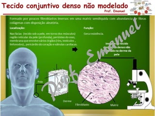 Tecido conjuntivo denso não modelado
Prof. Emanuel
 