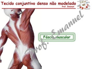Tecido conjuntivo denso não modelado
Prof. Emanuel
Fáscia muscular
 