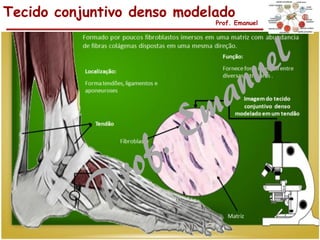 Tecido conjuntivo denso modelado
Prof. Emanuel
 