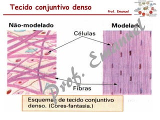 Tecido conjuntivo denso Prof. Emanuel
 
