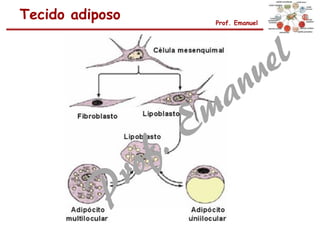 Tecido adiposo Prof. Emanuel
 